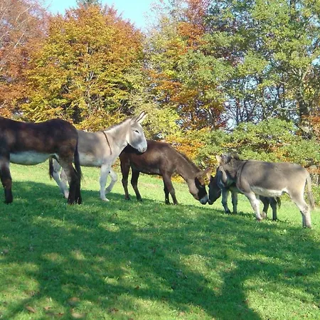 Bauernhof Sal Butschwil
